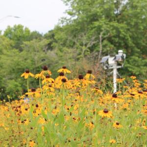 PheNode wildflower meadow on The Ray Highway