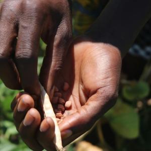 Zambia is facing its worst drought in over two decades. In the western province, over 1,200 farmers have enrolled in Action Against Hunger’s climate resiliency program, where they grow drought-resistant cowpeas. Here, a farmer in the Lukanda Camp lifts a bag of cowpea stalks. Photo by: Kenneal Patterson / Action Against Hunger