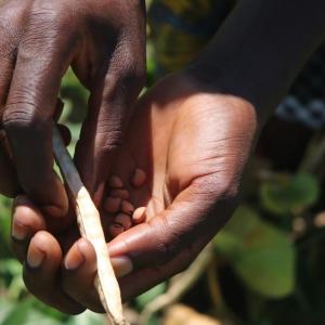 Memory shows me a handful of cowpeas—known in the United States as black-eyed-peas.
