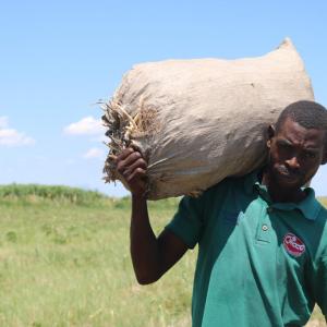 A farmer lifts a bag of cowpea stalks. In the next month, farmers will split open the stalks, collect the cowpeas, dry them, and sell them at a market.