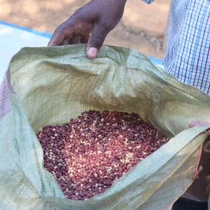 Cowpeas are nutrient-dense and healthy to eat.