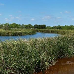 Panoramic view of the INVISTA wetlands