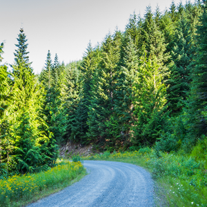Idaho forest road