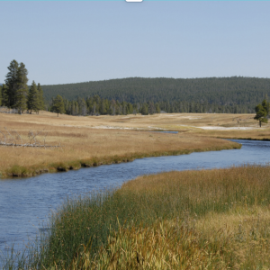 Tree plantings in Idaho