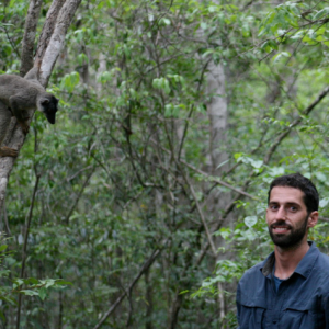 Lemur in a tree with scientist.