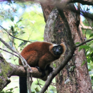 Lemur sitting in a tree.