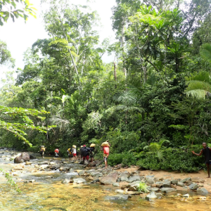 Scientists hiking through a forest near a stream.