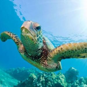 Sea turtle swimming above the ocean floor.
