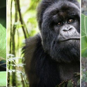Photo of tree frog, ape and plant.