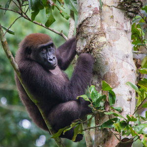 A gorilla is shown climbing a tree.