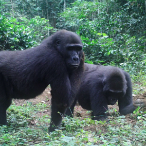 Using cameras attached to trees, Magdalena and the primatologists are able to watch each group’s highly complex social behavior. The cameras are able to capture incredible detail, including such nuanced behavior as one gorilla communicating to another using only eye contact.