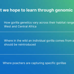 What we hope to learn through genomic data DADA How gorilla genetics vary across their habitat range in West and Central Africa Where in the wild an individual gorilla comes from and should be reintroduced Where poachers are capturing specific gorillas