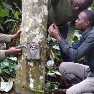 Magdalena’s team monitors and studies about 800 western lowland gorillas using over 60 high-resolution camera “traps.” Each gorilla group of five to 30 individuals will spend about two to three hours in front of the camera—the juveniles and infants touching, smelling, and playing in front of it, and the adults mining for tree roots, which they eat.