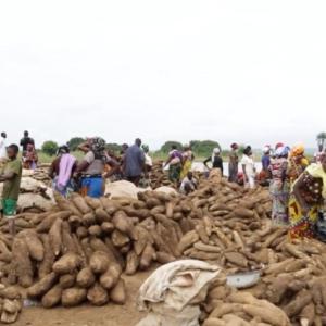 Yams being harvested in Nigeria.