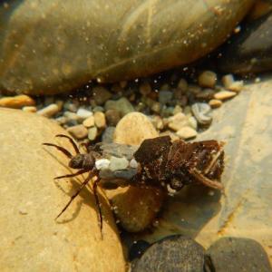 A bottom-dwelling caddisfly larvae spotted while sampling. | Photo: Courtesy of Living Lakes Canada