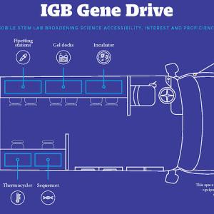 Diagram of IGB Gene Drive