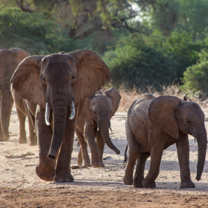 In just the past century, the number of living African forest elephants has been reduced by 86%. | Photo: San Diego Zoo Wildlife Alliance