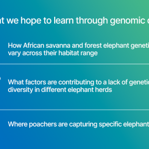 What we hope to learn through genomic data DADA How African savanna and forest elephant genetics vary across their habitat range What factors are contributing to a lack of genetic diversity in different elephant herds Where poachers are capturing specific elephants