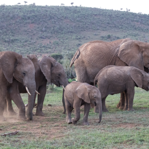 Scientists can reconstruct an entire elephant population’s demographic history from a single individual’s genome. | Photo: San Diego Zoo Wildlife Alliance