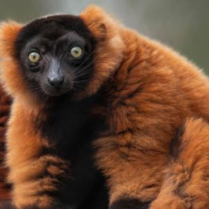 Madagascar Lemur
