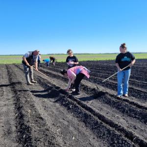 Fargo employees volunteering to help plant two acres worth of corn and potatoes with Farm in the Dell and Great Plains Food Bank
