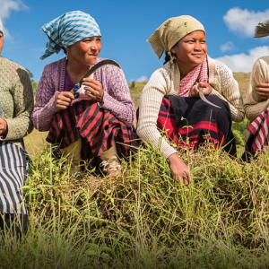 Four women sitting outside in the grass