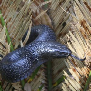 Eastern Indigo Snake hissing