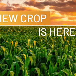 Image of cornfield reads: A new crop is here