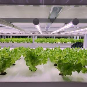 lettuce plants growing