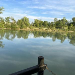 Duke pond surrounded by trees