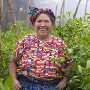 Isabel Cortez, a tomato farmer stands amid tomato plants