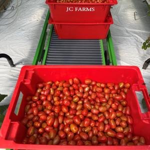 Grape tomato Harvest