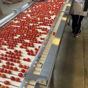 Grape tomatoes in factory 