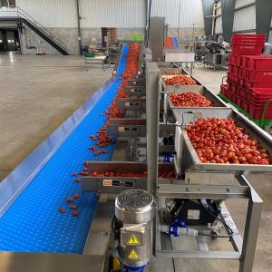 Grape tomato Harvest