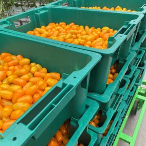 Grape tomato Harvest