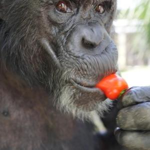 Jacob the chimp eating a pepper