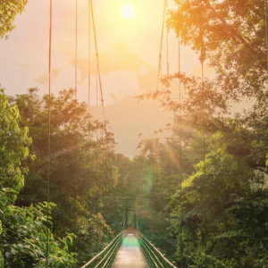 Bridge through forest