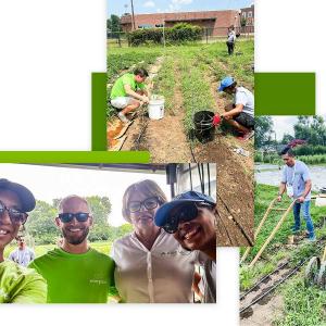 Collage of photo's of volunteers pulling out weeds and clearing debris