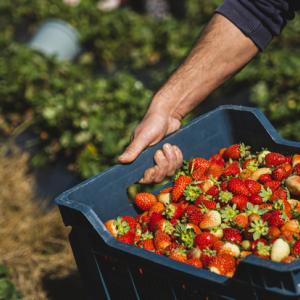 Domini article Strawberries image