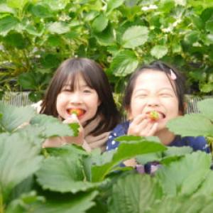 Aya and Shiho eating strawberries in a strawberry patch