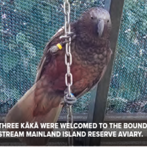 A Kaka bird in an enclosure