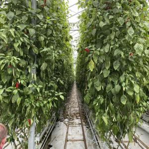 Inside of greenhouse