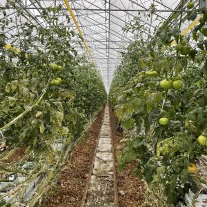 Inside of greenhouse