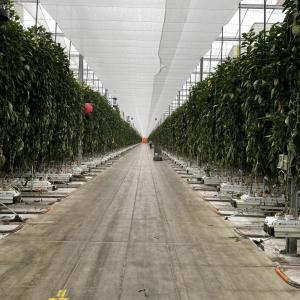 Inside of large Greenhouse