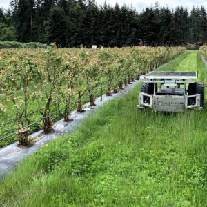 A land care robot going down rows of grass between crops.