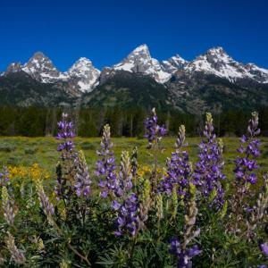 White-capped mountains behind a meadow in Wyoming