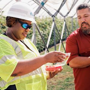 LaQuitta Ghent opening a case of berries in a greenhouse. Another to the right watching.