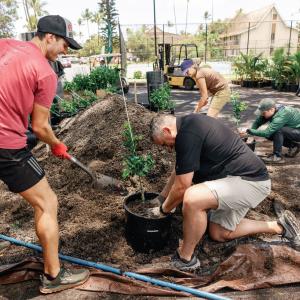 Arbor Day Foundation CEO Dan Lambe helps prepare trees for distribution in Lahaina, Hawaii, two years after devasting wildfires. The Foundation distributed more than 580 trees alongside its local planting partner The Outdoor Circle, in collaboration with Treecovery Hawaii, and The Royal Lahaina Resort & Bungalows.