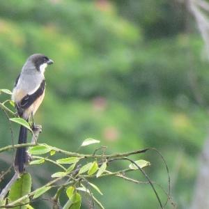Bird on a branch, foliage behind it.