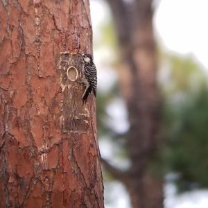 Larry, a red-cockaded woodpecker